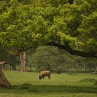 Wisent- Welt