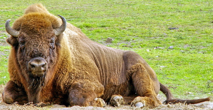 Wisent, Wildpark Edersee