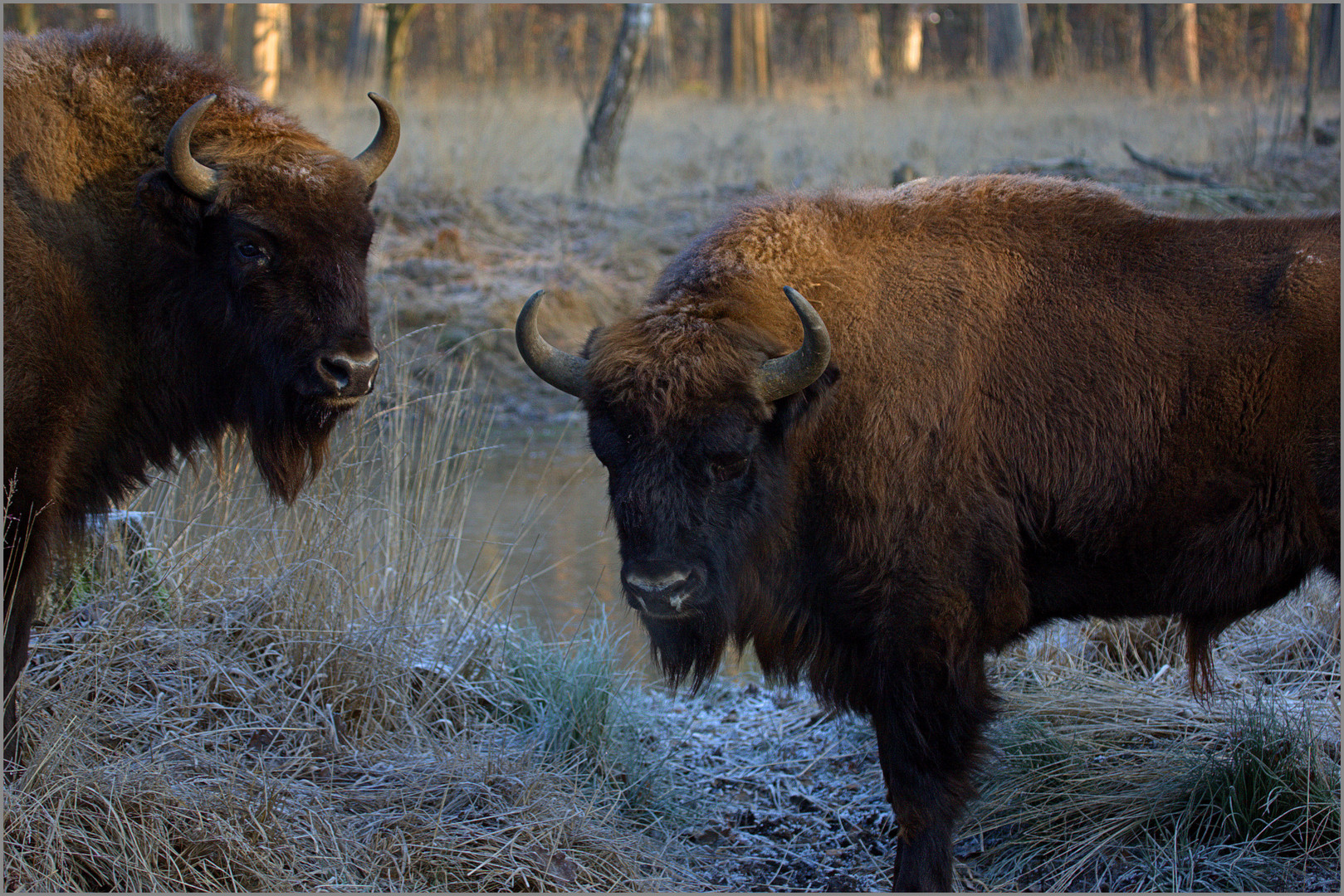 Wisent Wildpark Hanau