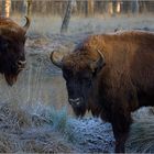 Wisent Wildpark Hanau