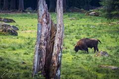 Wisentbulle allein auf weiter Flur