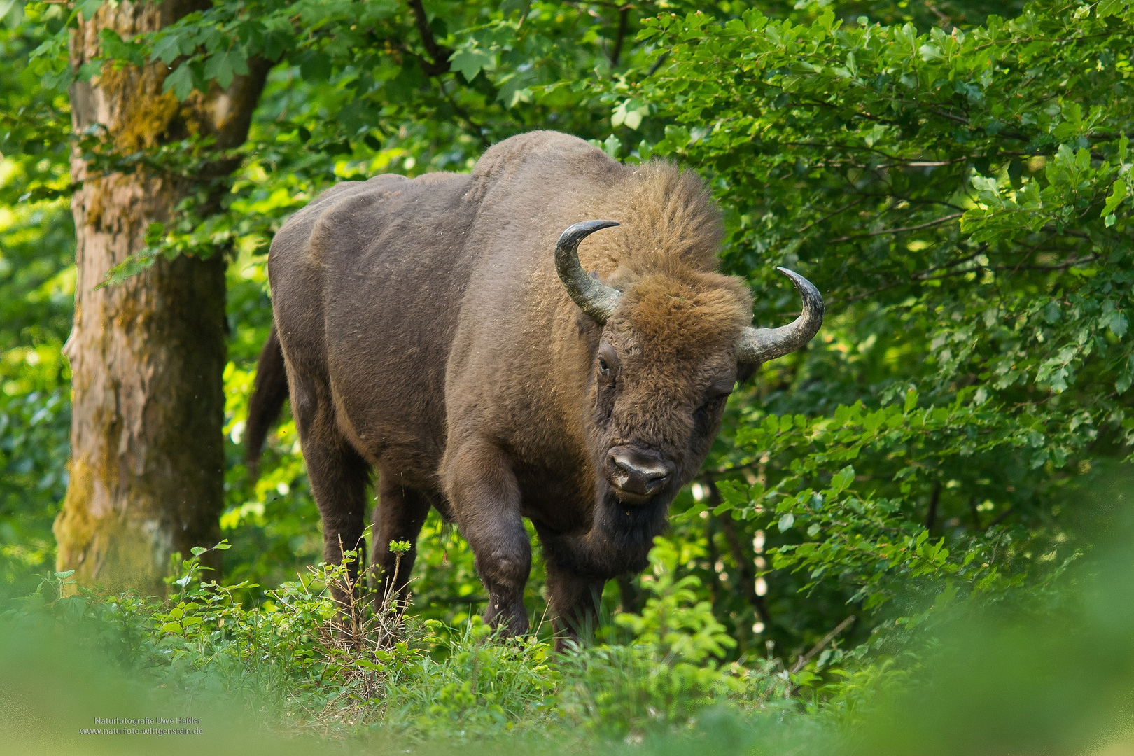 Wisentbulle – eine Begegnung mit dem Koloss aus der frei lebenden Herde im Rothaargebirge