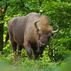 Wisentbulle – eine Begegnung mit dem Koloss aus der frei lebenden Herde im Rothaargebirge