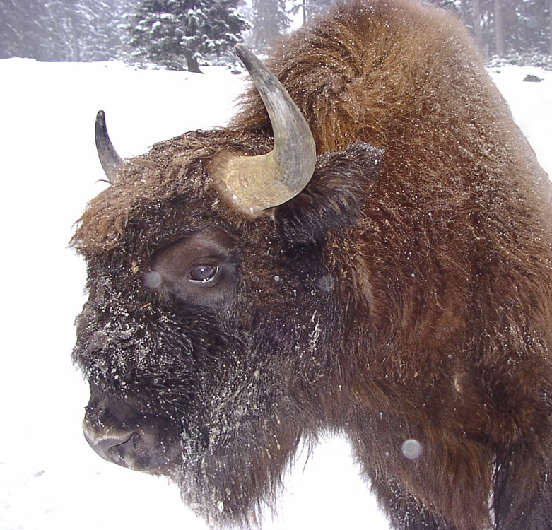 Wisentbulle im Winter