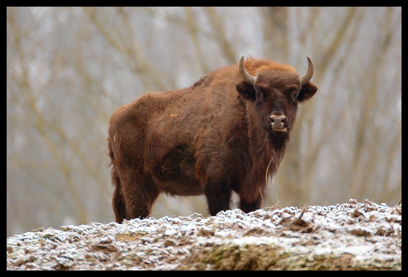 Wisente (Bison bonasus)