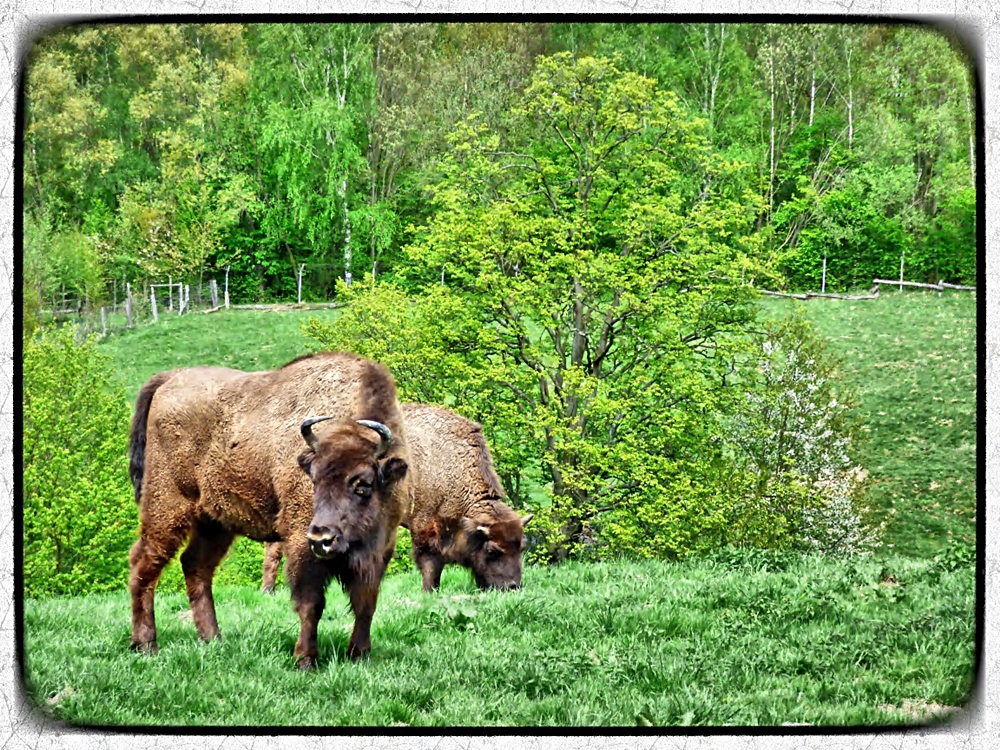 Wisente im Neandertal