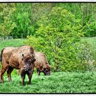 Wisente im Neandertal