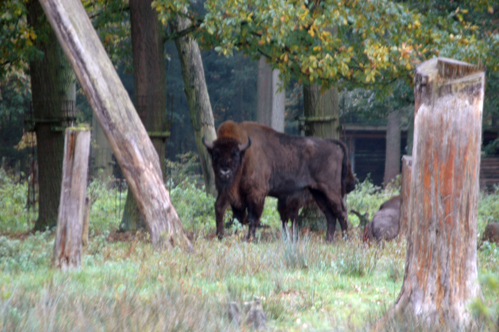 Wisente in der Alten Fasanerie in Hanau