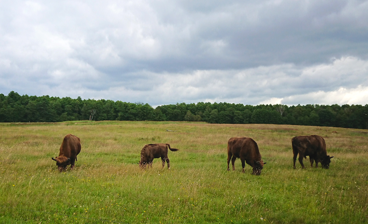 Wisente in der Schorfheide