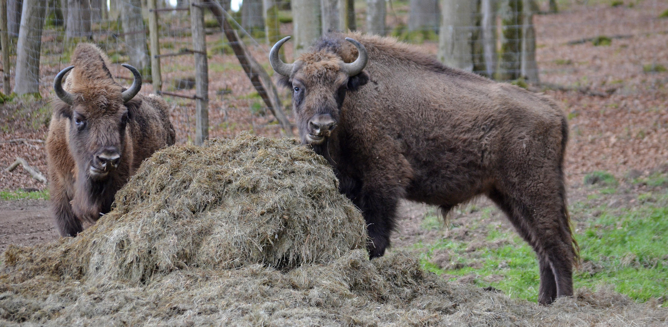 Wisente in der Wisent-Wildnis