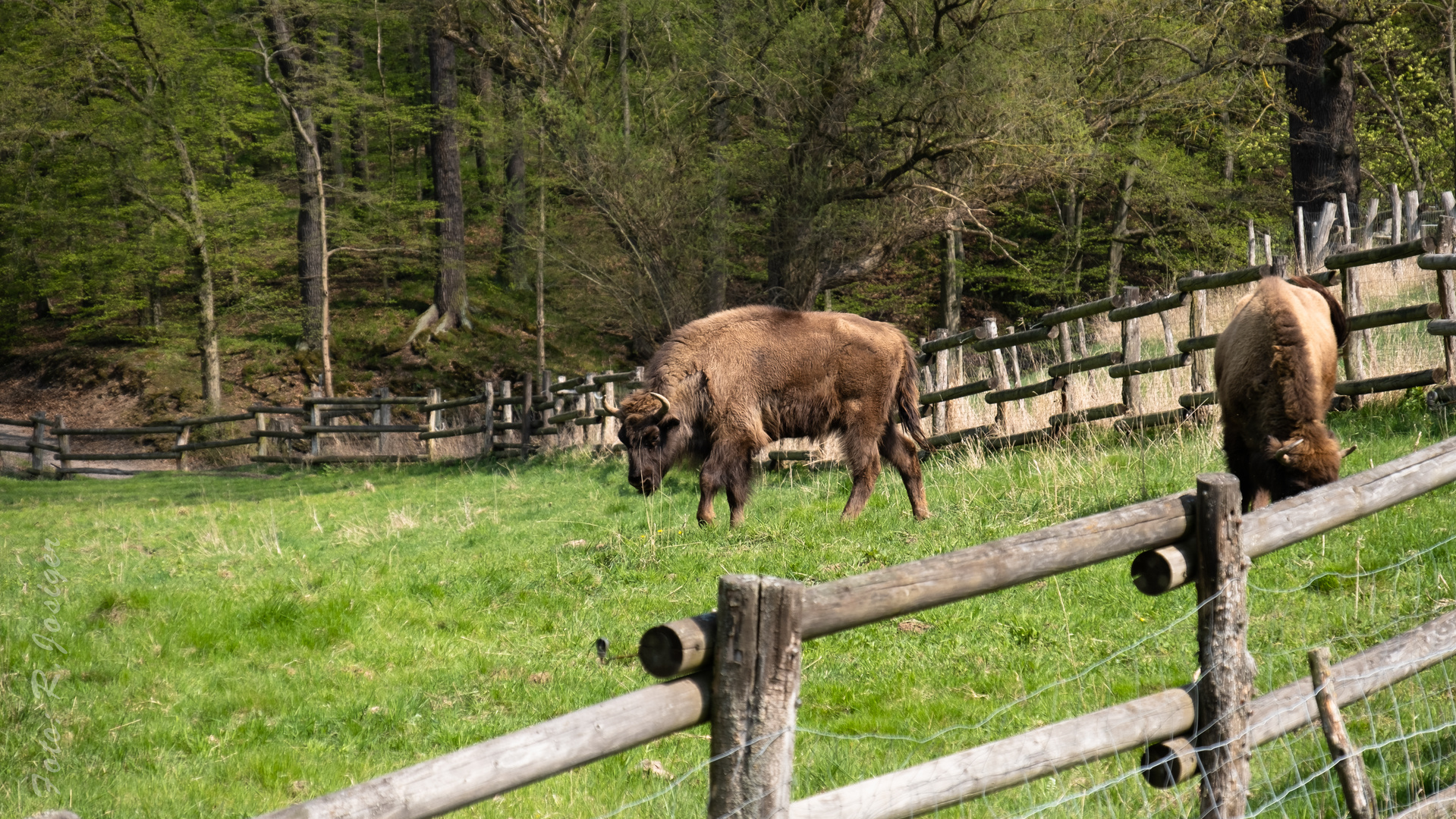 Wisentgehege bei Ranis