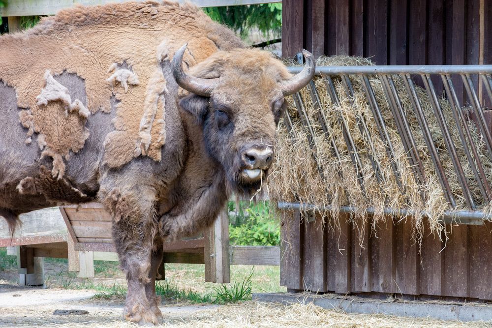 Wisentgehege  in der Mellenthiner Heide 