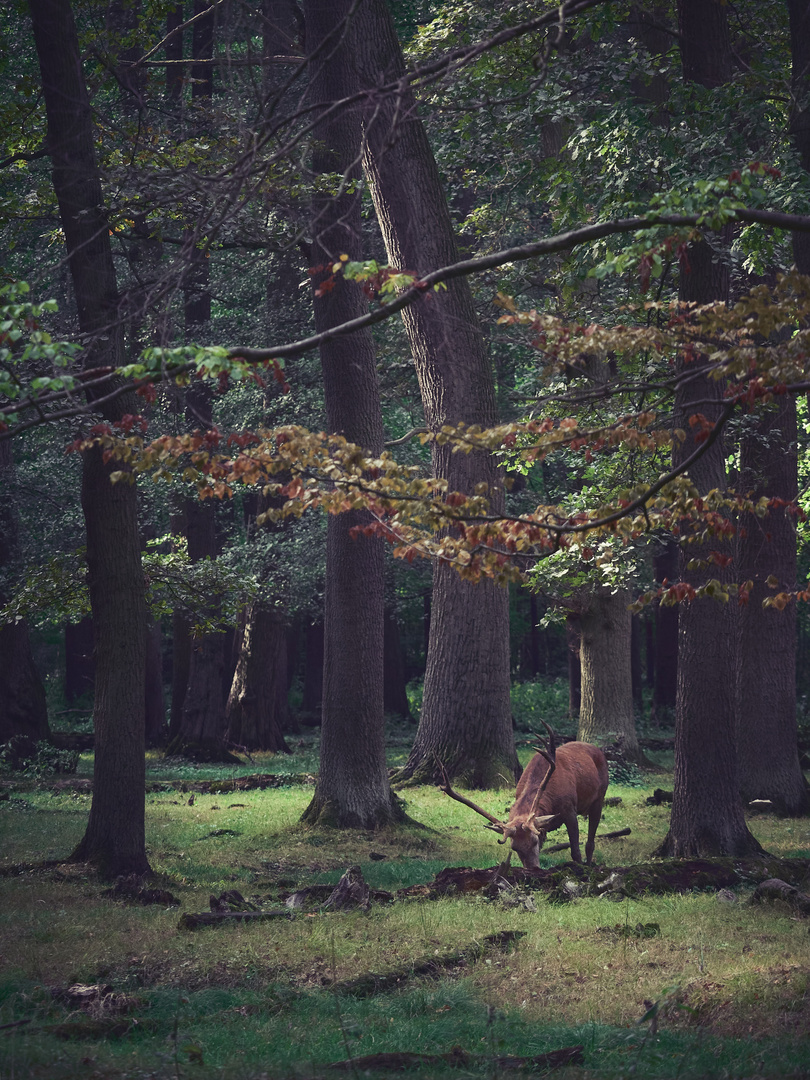 Wisentgehege Springe