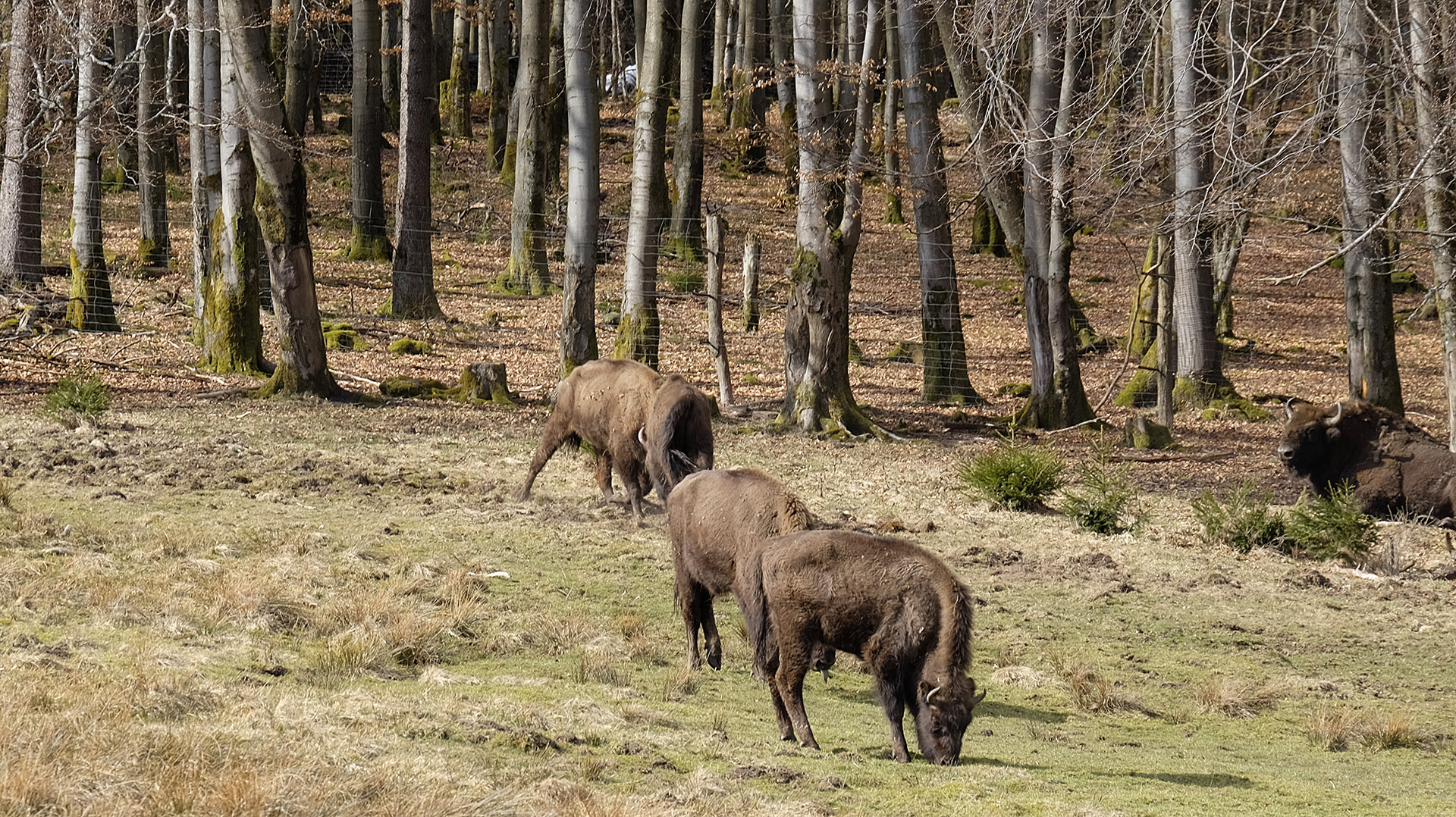  Wisentherde beim Grasen in der Wisent-Wildnis am Rothaarsteig