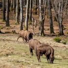  Wisentherde beim Grasen in der Wisent-Wildnis am Rothaarsteig