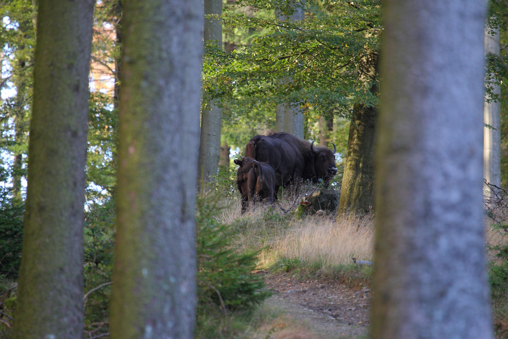 Wisentkalb