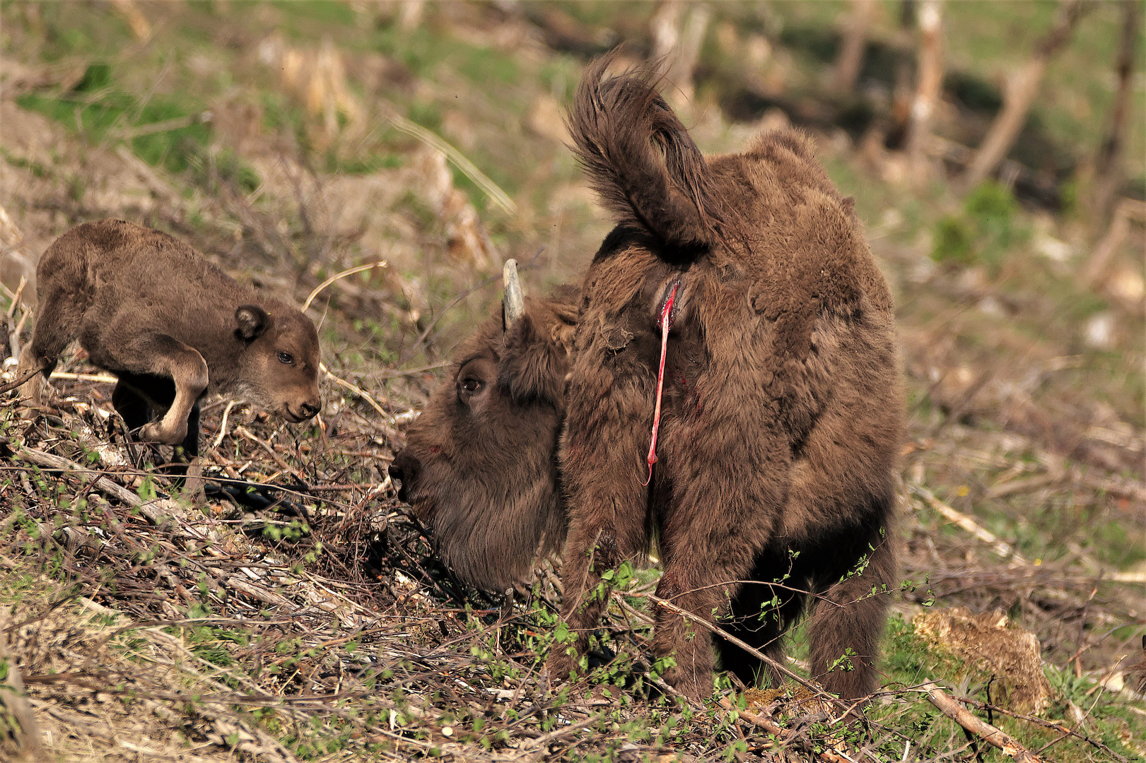 Wisentkuh hat gerade ihr Kalb geboren.