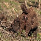 Wisentkuh hat gerade ihr Kalb geboren.