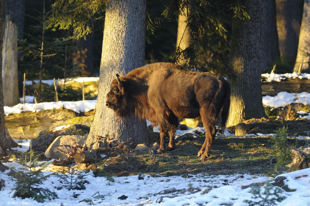 Wisentkuh in der Abendsonne