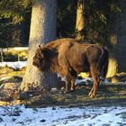 Wisentkuh in der Abendsonne