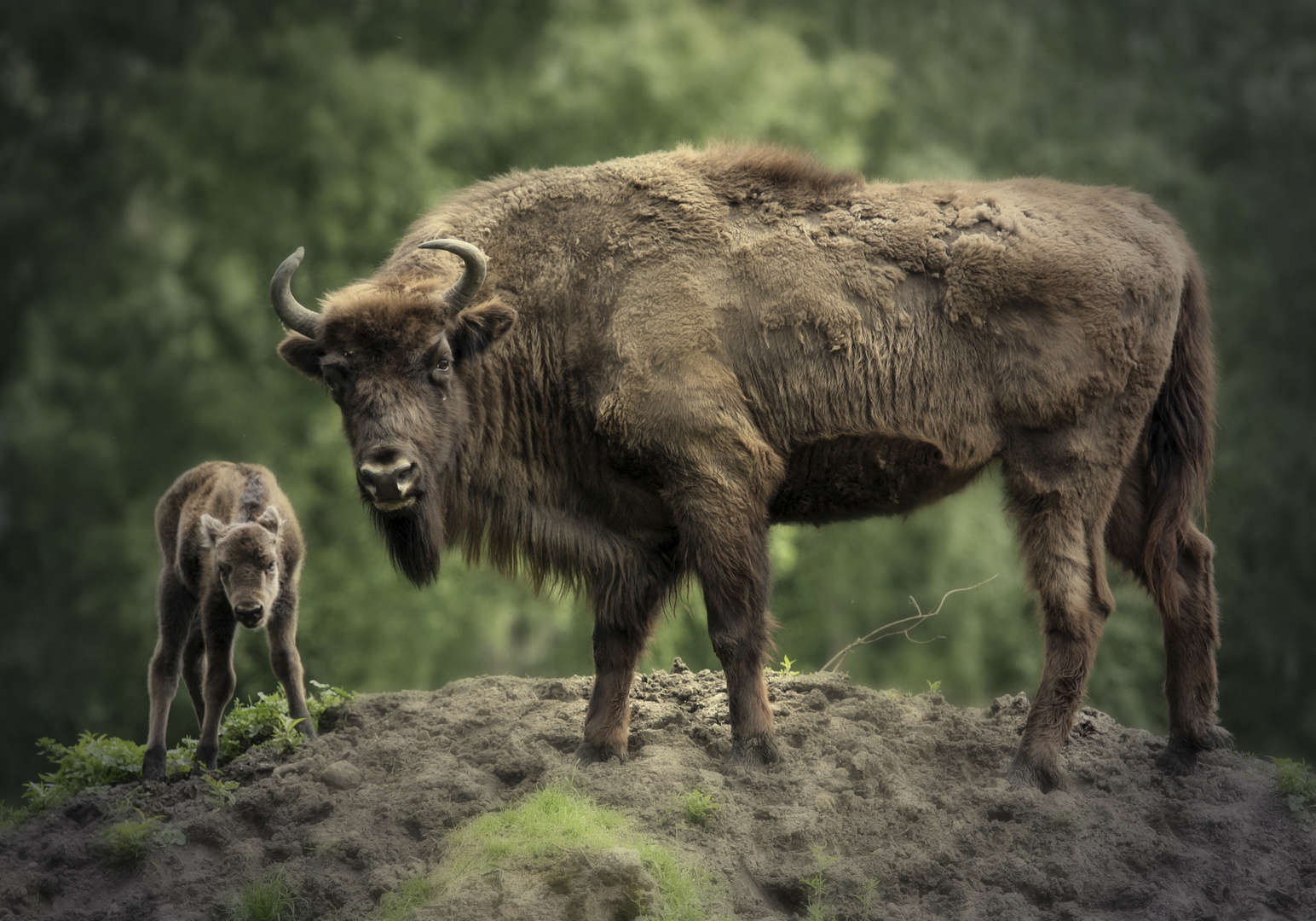 Wisentkuh mit Kalb