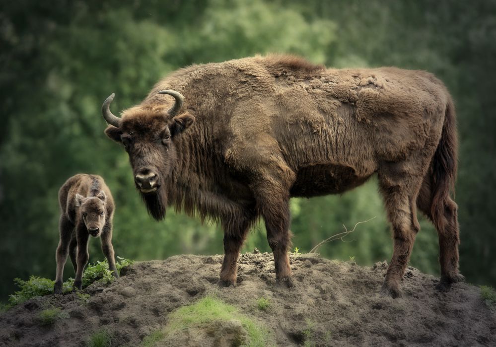 Wisentkuh mit Kalb