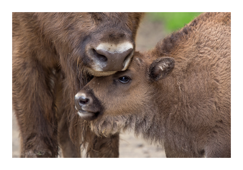 Wisentkuh mit Kalb