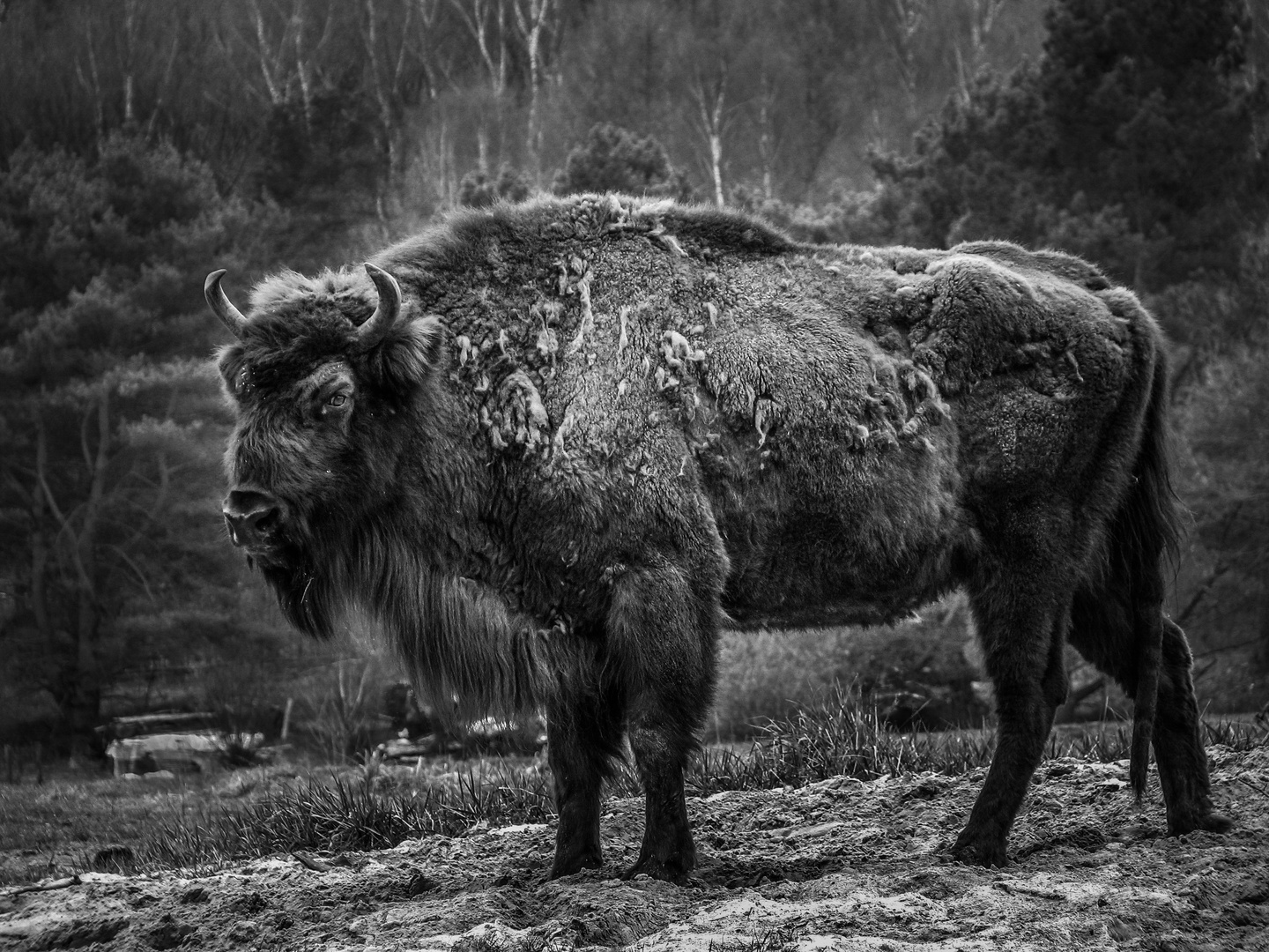 Wisentreservat Damerow im Müritzer Nationalpark/