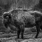 Wisentreservat Damerow im Müritzer Nationalpark/