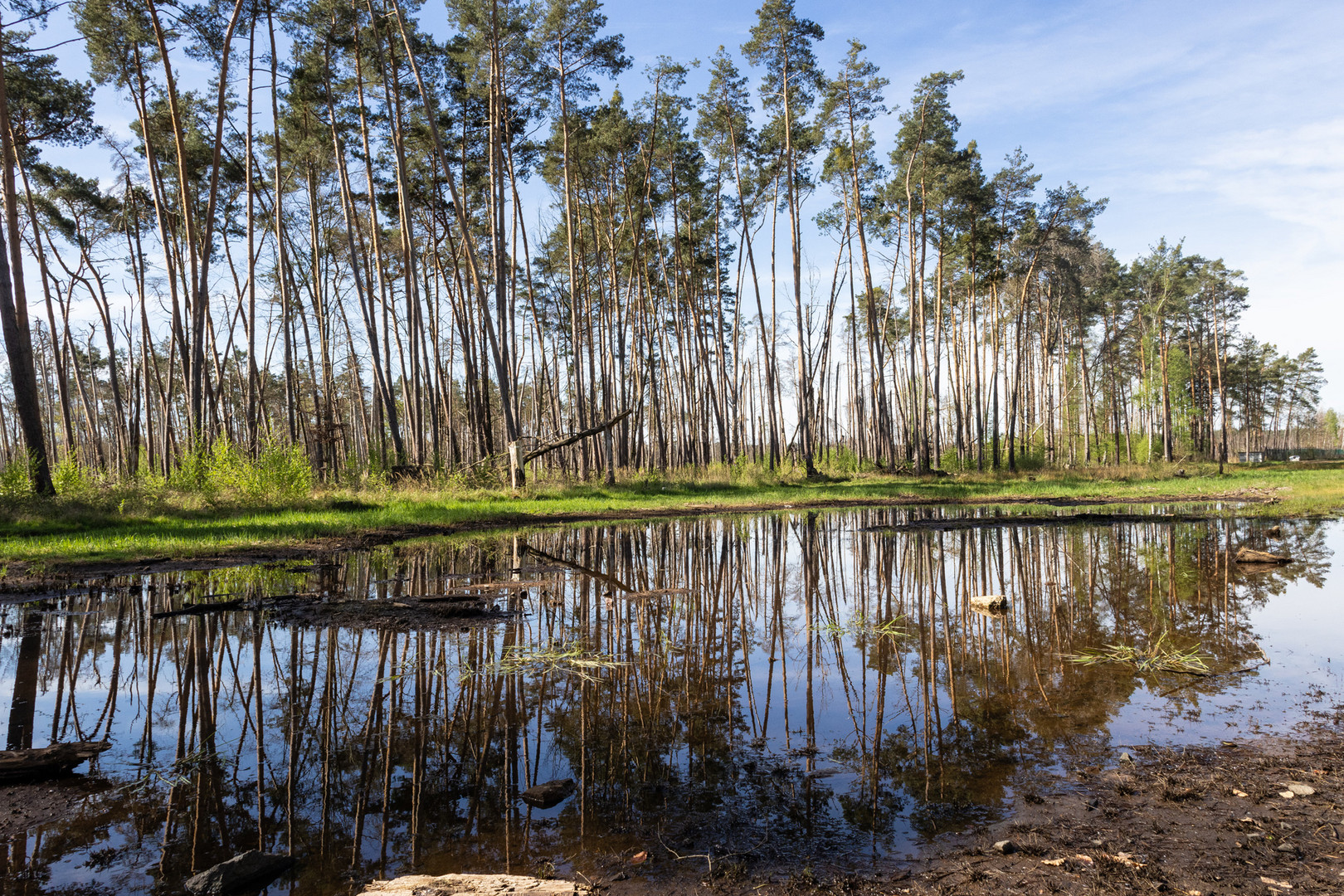 Wisentwald