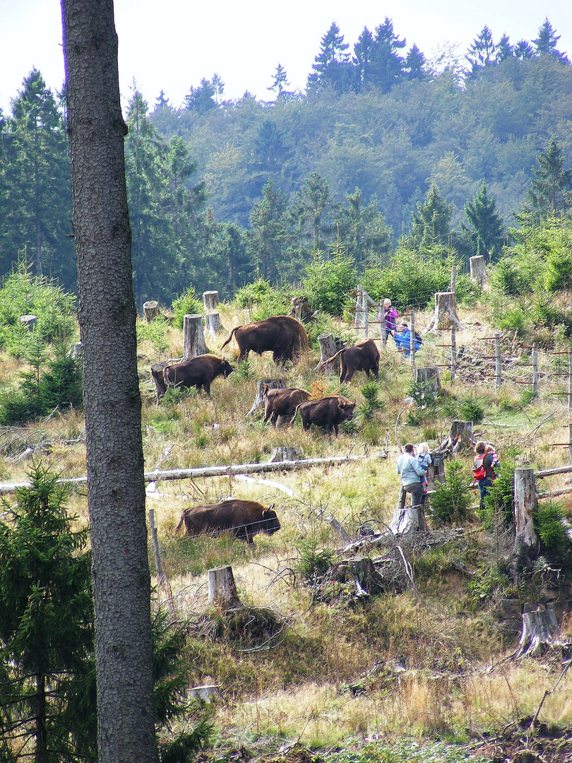 Wisentwildnis im Rothaargebirge