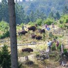 Wisentwildnis im Rothaargebirge