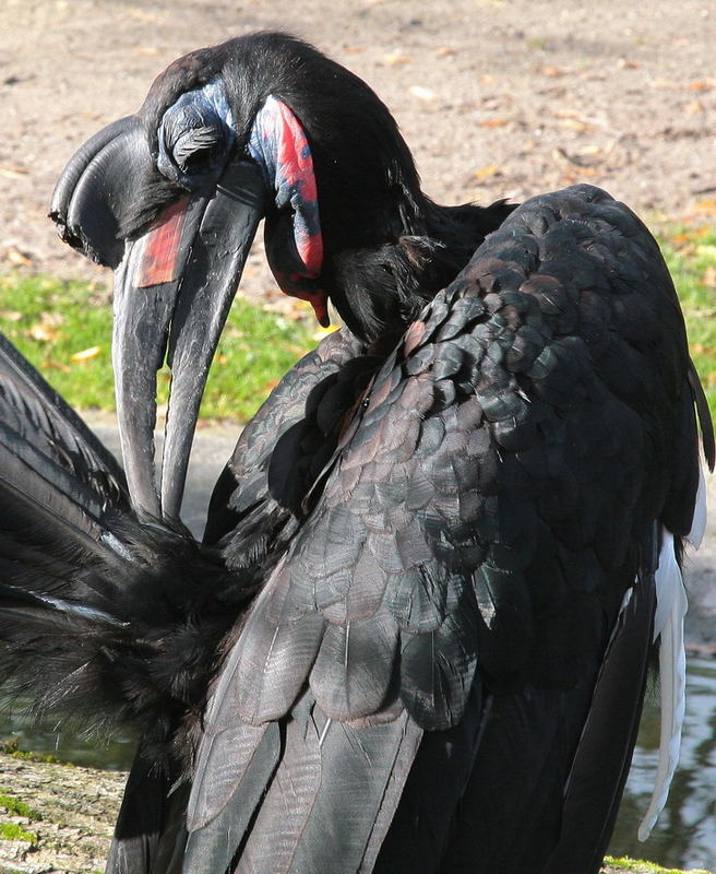 Wished he can fly to Afrika.,,,,,,,lonly Kaffern in German Zoo