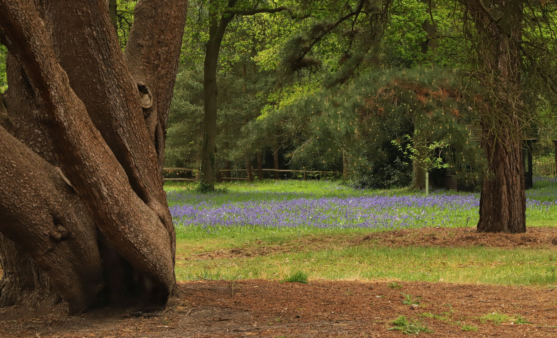 Wisley, der naturnähere Park (2019_05_03_EOS 6D Mark II_2156_ji