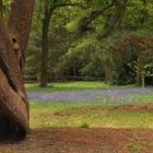 Wisley, der naturnähere Park (2019_05_03_EOS 6D Mark II_2156_ji