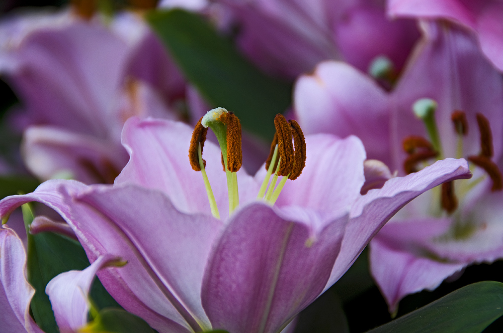 Wisley Gardens 5