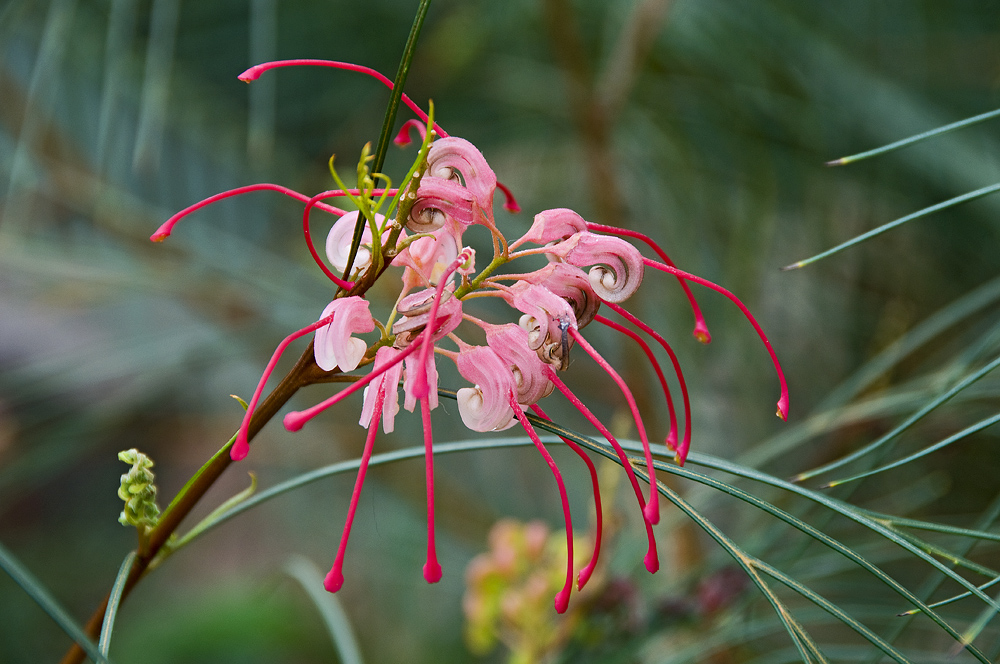 Wisley Gardens 6