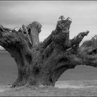 Wismarer Bucht - mit wenig Bucht, aber mit viel Baum