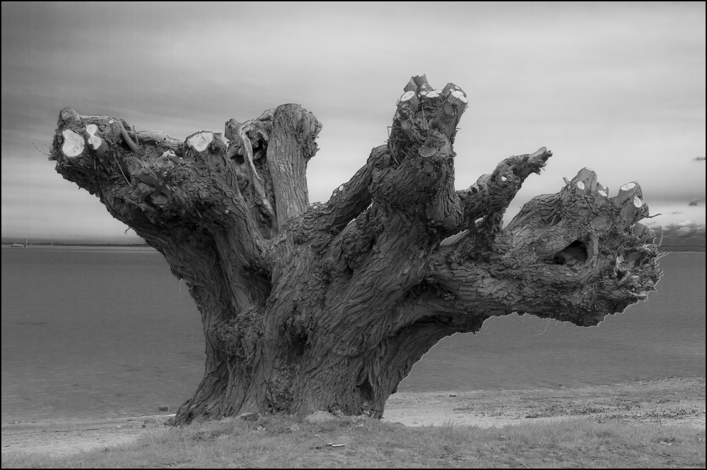 Wismarer Bucht - mit wenig Bucht, aber mit viel Baum