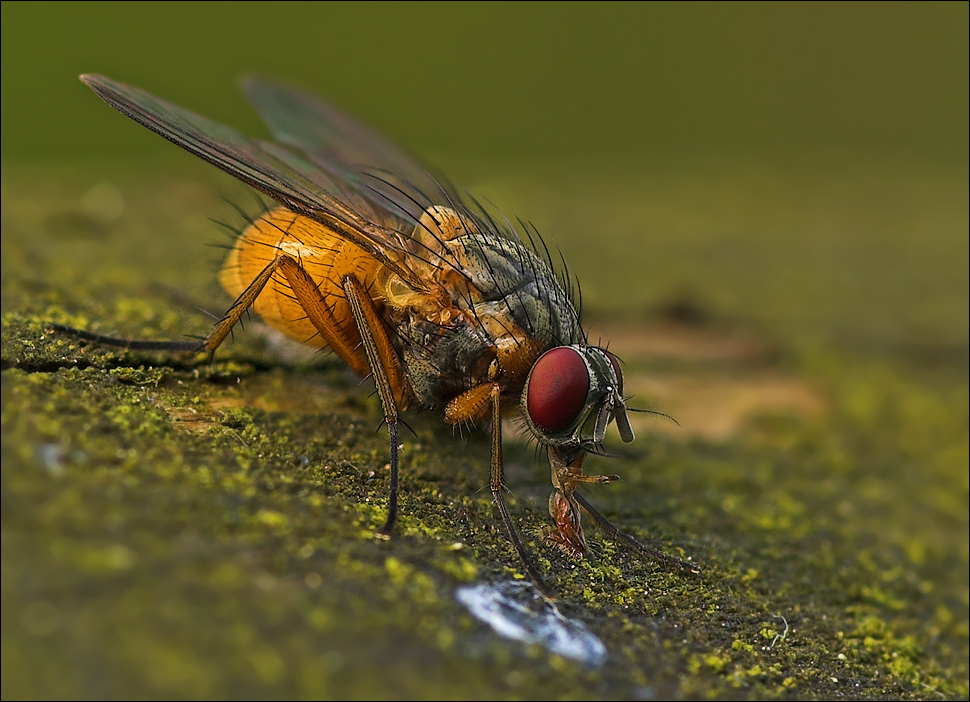 Wispertalfliege beim Frühstück