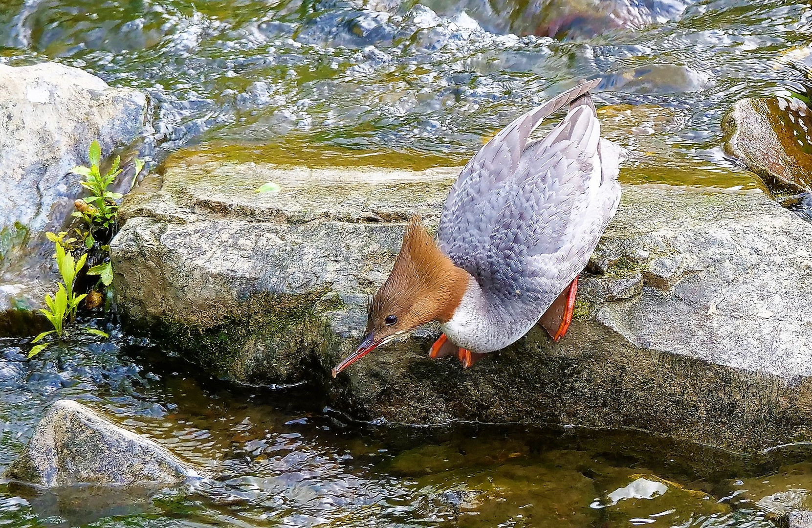 wissbegierig