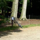 Wissbegieriger Tierparkbesucher