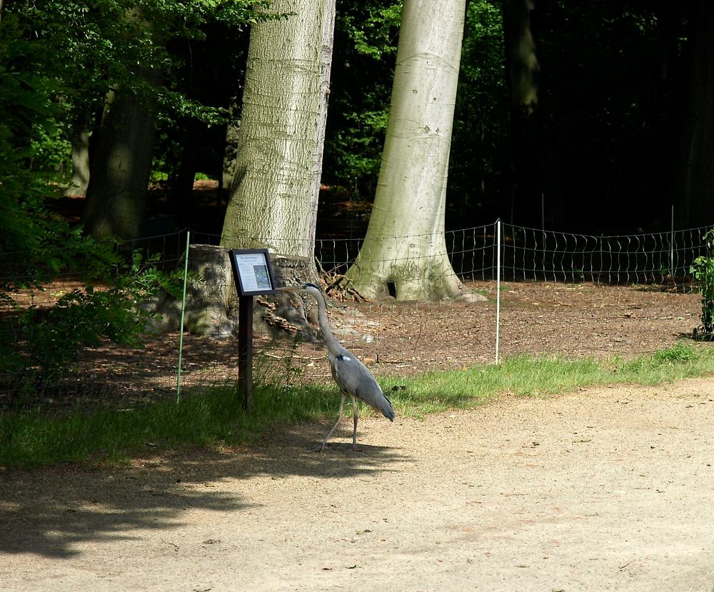 Wissbegieriger Tierparkbesucher