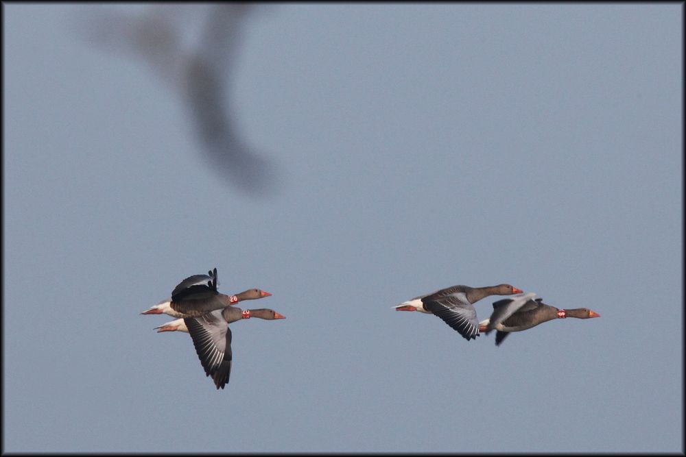 wissenschaftliches Fliegen