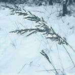 wisst ihr noch wie Winter geht?