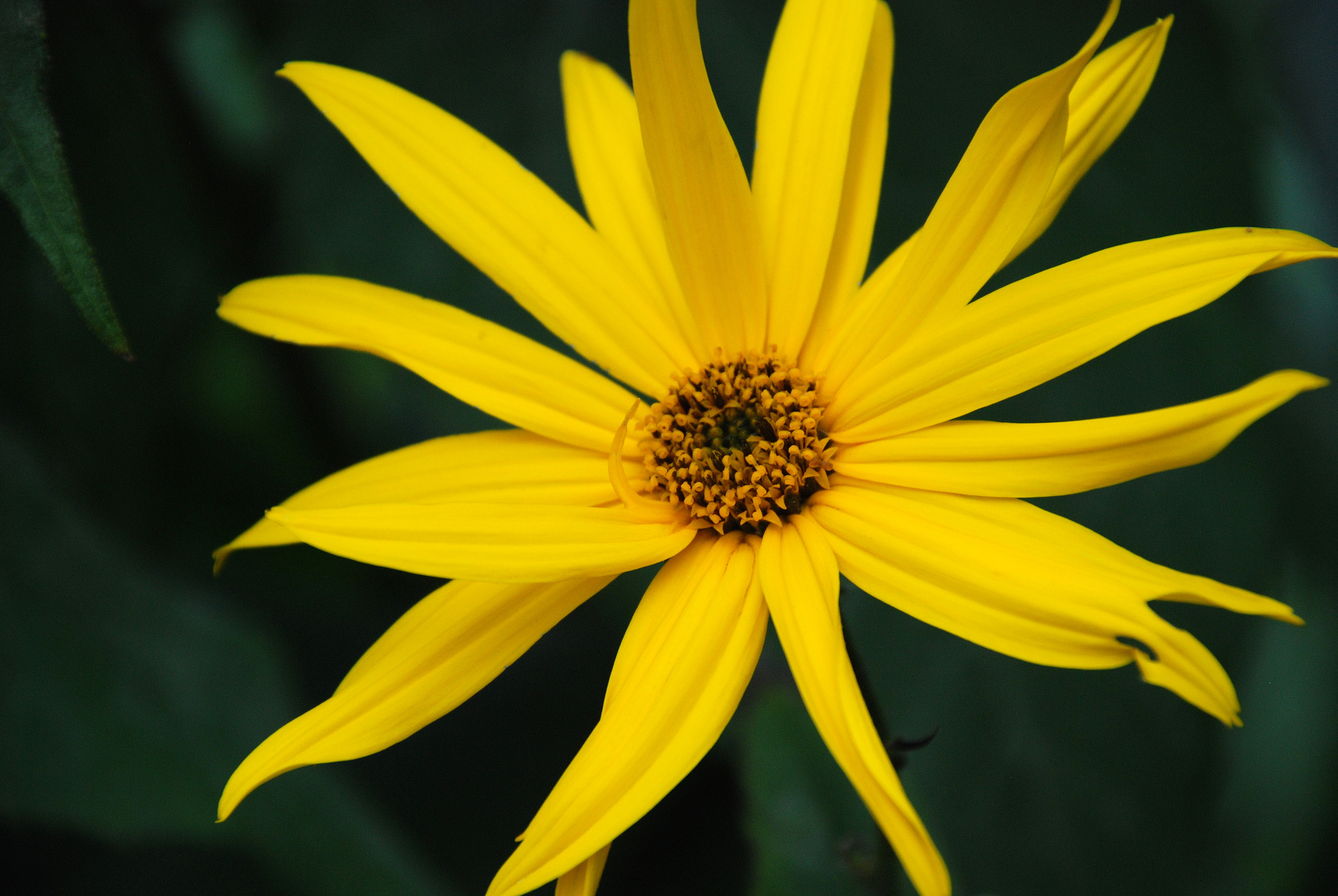 Wisst Ihr wie die Blume heisst