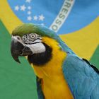 Wisst ihr woher die brasilianische Flagge ihre Farben her hat?