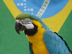 Wisst ihr woher die brasilianische Flagge ihre Farben her hat?