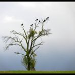 Wißt Ihr zufällig ............ wo die Anderen sind ?