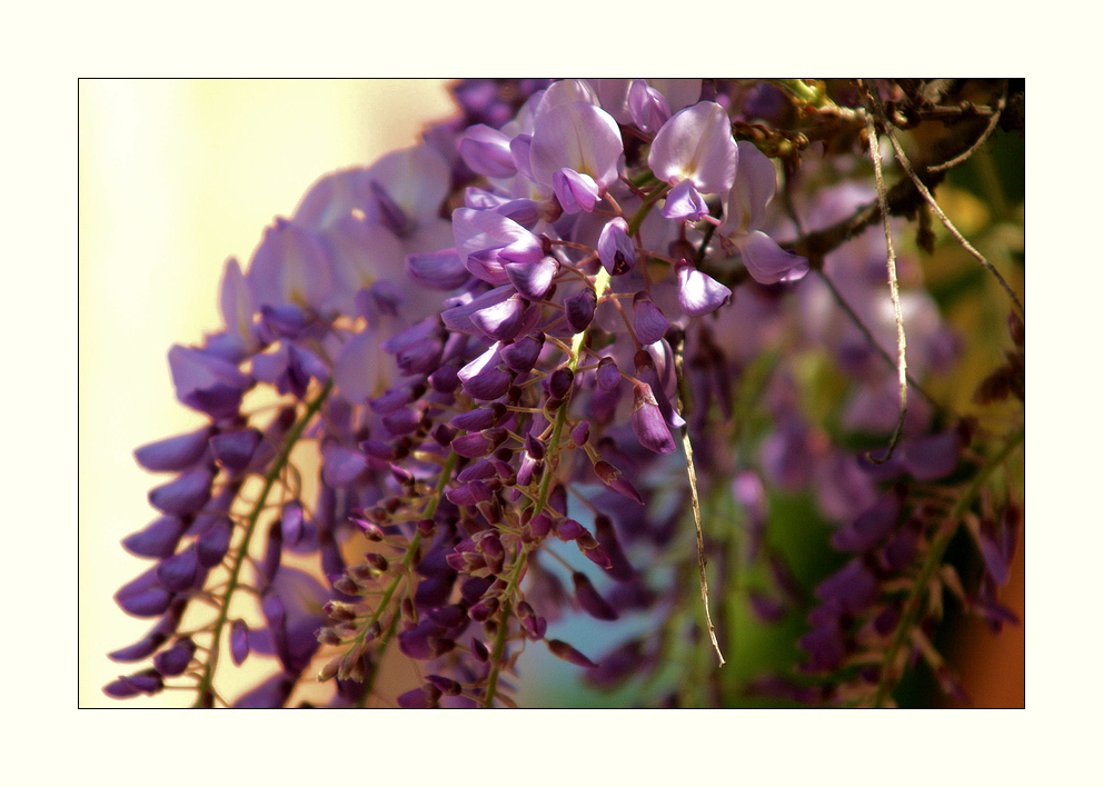 Wisteria...